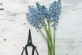 芳菲满园丨花草如此好看，DIY留下它们的美吧！图片