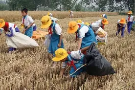 当代散文|拾麦穗图片