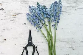 芳菲满园丨花草如此好看，DIY留下它们的美吧！图片