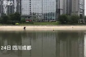 30秒｜航拍无人机坠入锦江 一男子涉险下水打捞图片