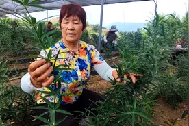 山东泰安  ▏黄精种植  助推村民走上富裕路图片