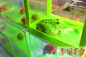 养守宫、养角蛙、养刺猬……异宠受宠，饲养还须谨慎图片