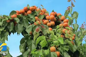 又到一年杏黄时，滕州满树金黄杏飘香图片