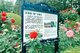 复兴玫瑰园内姹紫嫣红，来看美图~图片