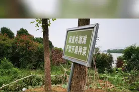 后官湖绿道坡地被开垦种菜，武汉蔡甸出动两台挖机30余人进行清理图片