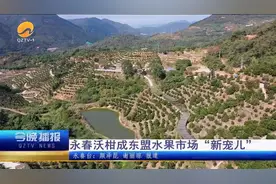 永春沃柑成东盟水果市场“新宠儿”图片