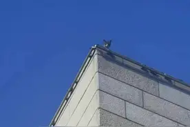 小猫被困楼顶十余天，他们展开一场爱心救援图片