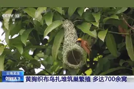 织布鸟扎堆“织”巢 700多个“小葫芦”挂满大榕树图片