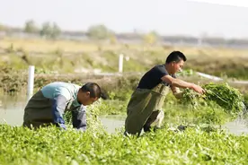 宿迁泗洪：“小水芹”铺就致富路图片