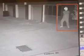男子半夜盗窃，得手后对着监控嚣张“电摇嘲讽”……图片