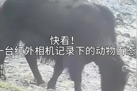 阿尔金山保护区：8种野生动物轮番“露脸”红外相机镜头图片