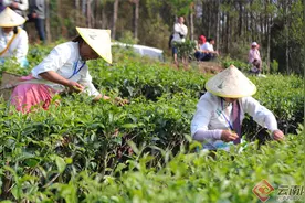 普洱景谷：让好茶走出大山图片