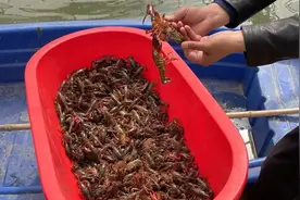 实探“中国龙虾之都”，20万人打造的小龙虾产业链，赚钱吗？图片