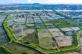 桑园围“围”出岭南好光景｜水润中国·从东风堰出发——对话世界灌溉工程遗产㉗图片
