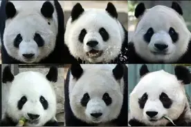 丫丫回家，北动熊猫全家福更新图片