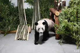 追光丨从“盼盼”“晶晶”到“冰墩墩”，盘点体育圈的顶流大熊猫图片