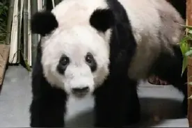 北京动物园已有11只大熊猫北京动物园已注册熊猫图形商标图片