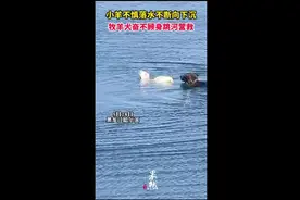 小羊不慎落水不断向下沉，牧羊犬奋不顾身跳河营救图片