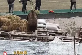 新疆民警被棕熊狂追！全网都在问后续图片