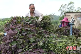 玉林容县紫苏丰收 为乡村振兴“添香增色”图片