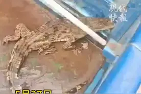 “喂？110吗？我们田里有一只鳄鱼！”图片