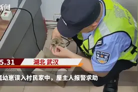 猫头鹰幼崽误入村民家中，武汉民警移交野生动物救助中心救助图片