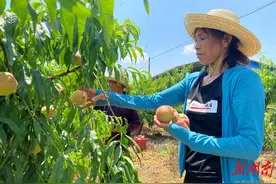 衡山600余亩萱洲红脆桃鲜甜上市图片