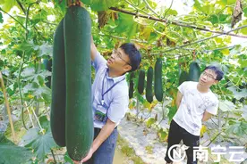 2023年全国冬瓜产业大会举行 339个冬瓜品种亮相南宁图片
