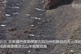 新疆和静：天山深处成群北山羊频繁现身图片