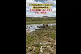 小马驹深陷泥路，母马焦急万分，路过男子及时救援，获救后母马和小马久久不愿离去图片