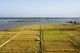 又到油菜收获季 全国6400万亩冬闲田扩种情况如何？图片