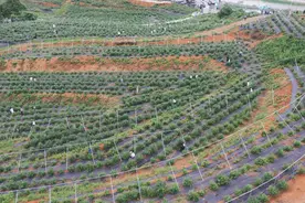 望城区茶亭镇：解困方案送上门，果农吃下“定心丸”图片