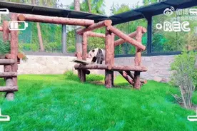“新鲜的丫丫”，看不够！图片