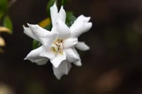 又到栀子花开时 杭城欲寻芳香看这里图片