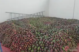 云南永德：立足区位资源优势发展芒果产业图片
