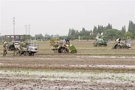 全省智能插秧机竞技比武在锡举行 无锡成省内首个农机数字化先行市图片