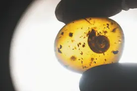 最古老的动物之一！一文读懂你不知道的“蜗牛”：它的黏液提取物还能美容？图片