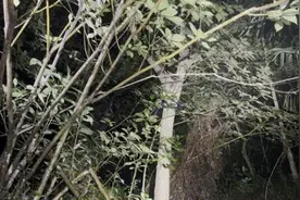 漆黑的深夜，倾盆大雨中，年近9旬的老人山中失联18个小时！图片