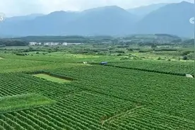 万亩淮山管护忙 红土地上孕振兴希望图片