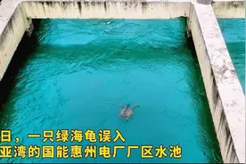 绿海龟误入惠州大亚湾一厂区，结局很暖心图片