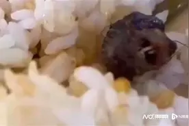 果然是鼠头！指鼠为鸭背后有何玄机图片
