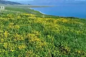 天山脚下夏日美景惹人醉 用心守护“赛湖蓝”图片