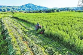 艾草飘香丰收季 助农增收产业兴图片