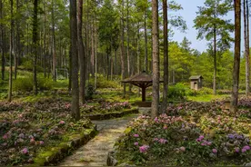 涪陵：以花之名推动乡村旅游 绘就山水新画卷图片