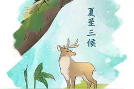 科普日历｜原来你是这样的“夏至”？！图片