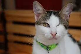 狗和猫是色盲吗？图片