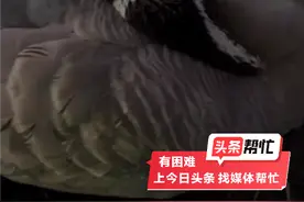 网红“大宝”离世！“搭档”发声图片