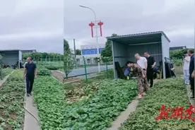 长沙县：农疗基地助残“康复+增收”图片
