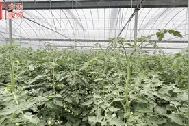 蹲点影记丨10亩大棚所育种子可种2万亩番茄图片
