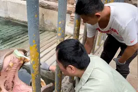 果然视频丨动物视界㊸——河马如何清洁口腔呢？快来看看！图片